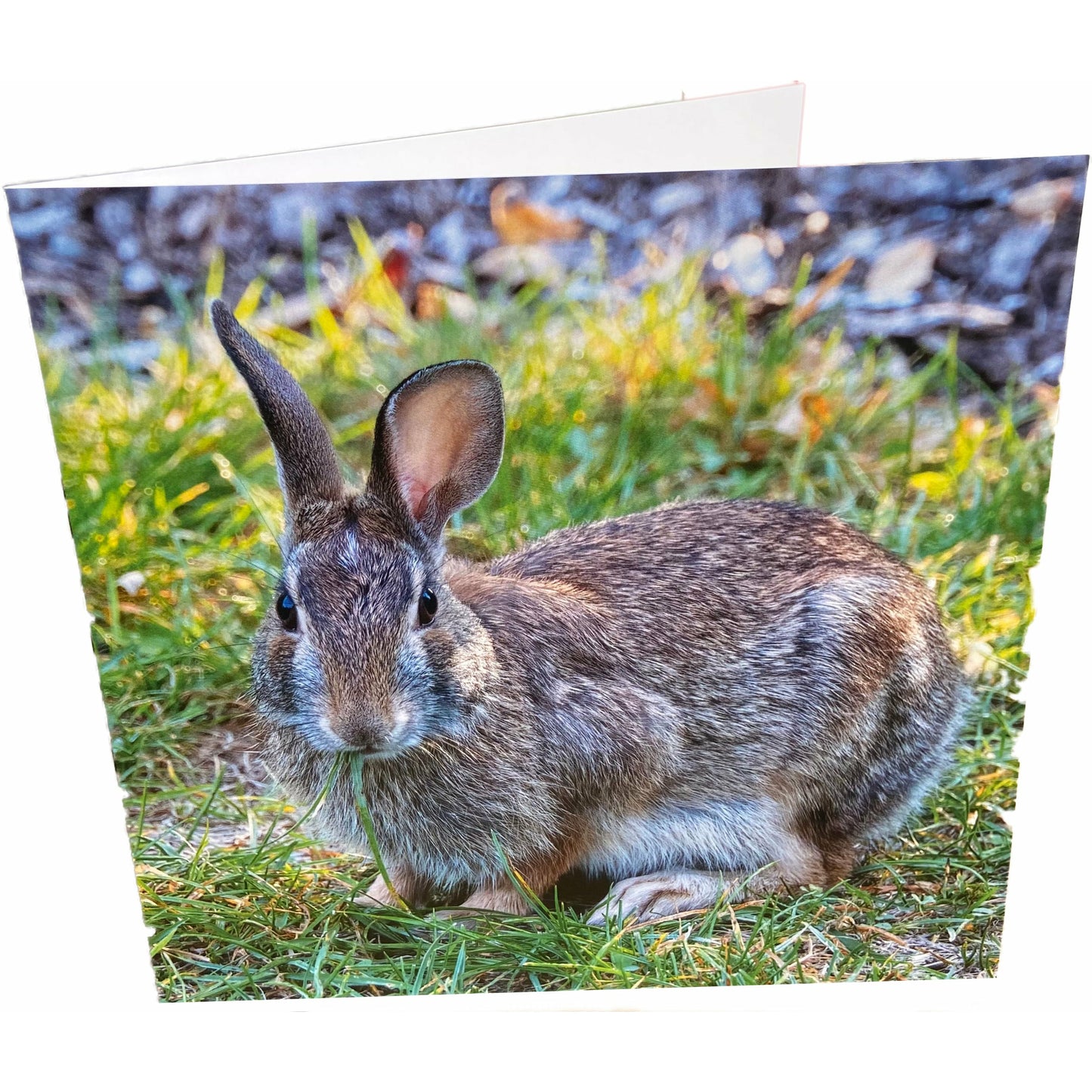 Rabbit Card