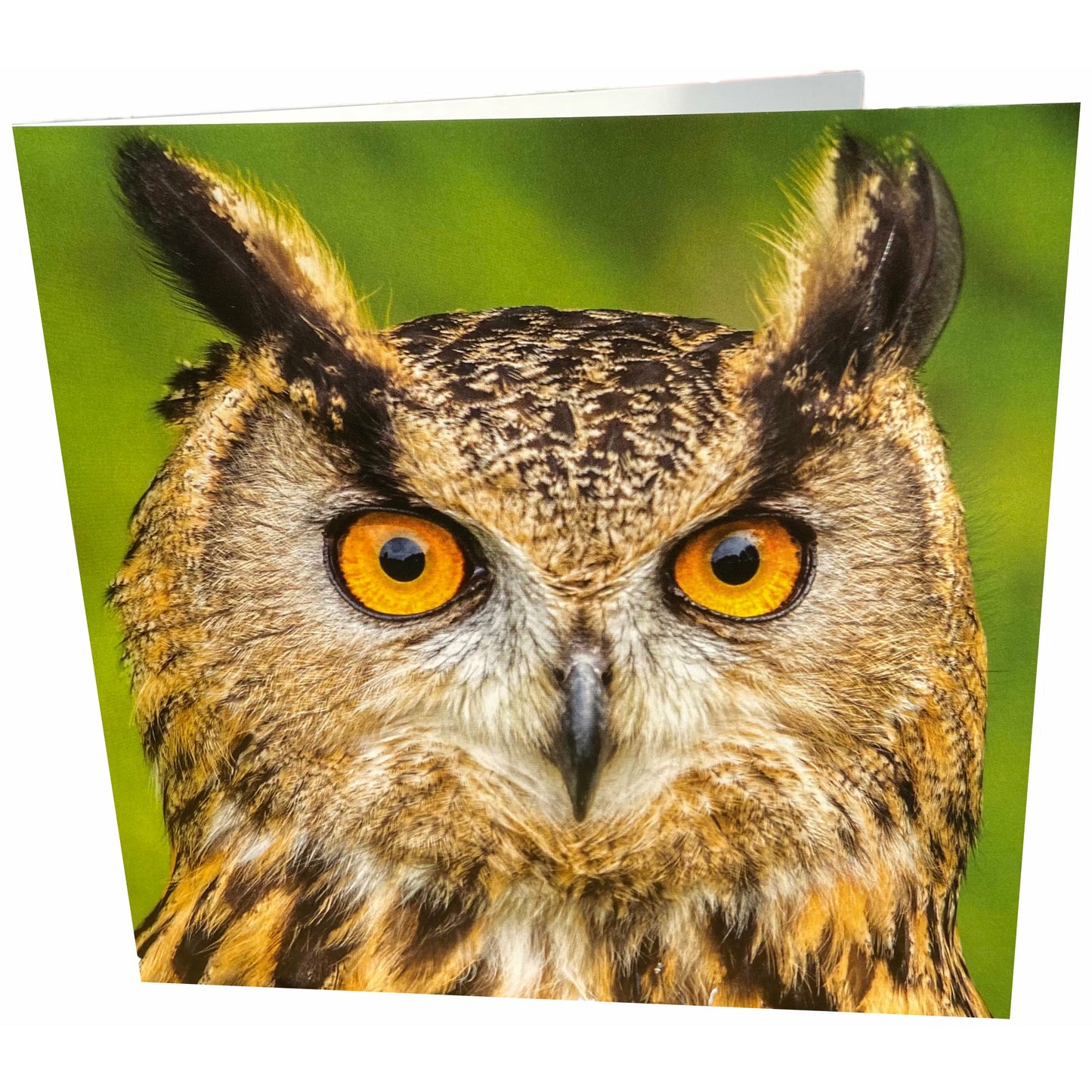 Owl Card