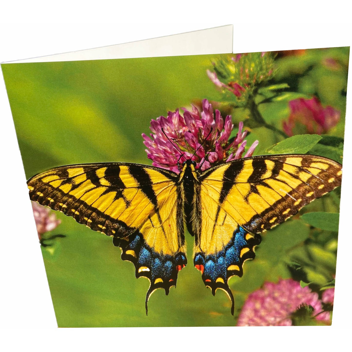 Butterfly Card