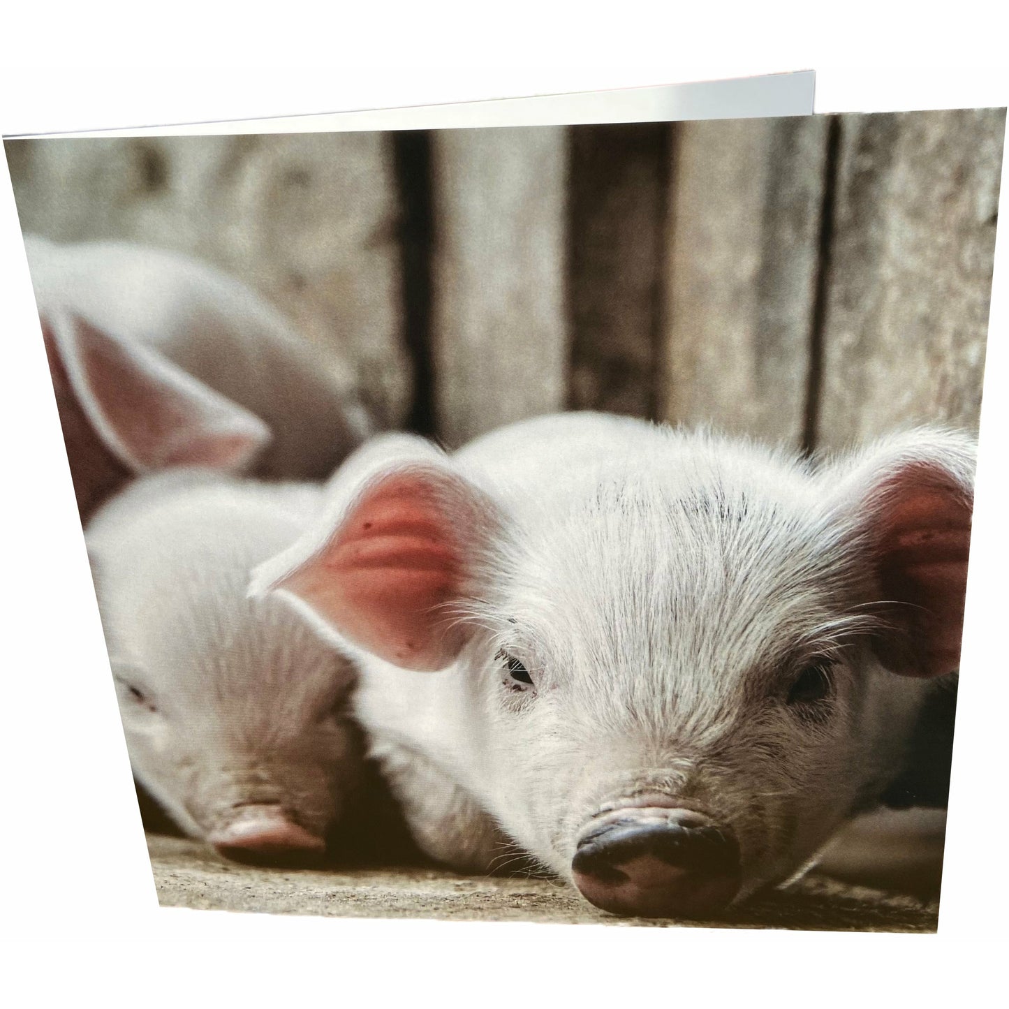 Piglets Card