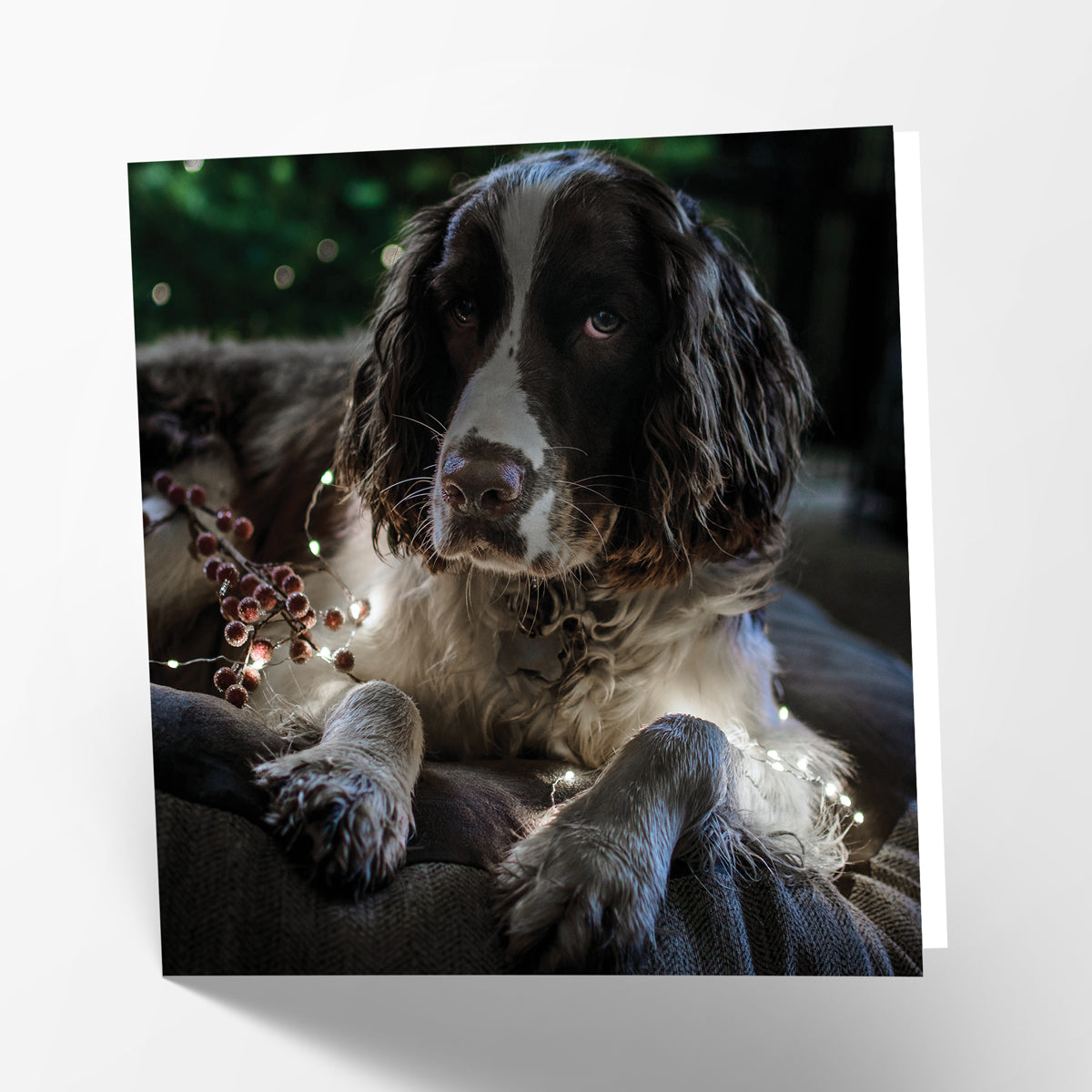 Springer Spaniel Card