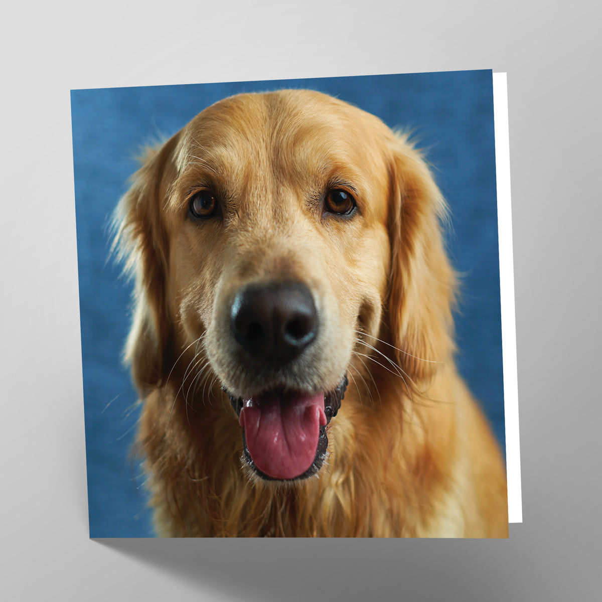 Golden Labrador Card