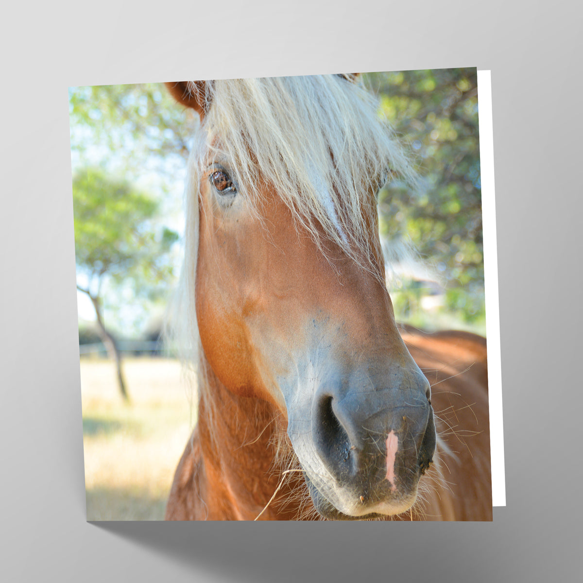 Palomino Horse Card