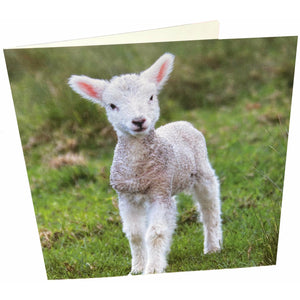 Lamb Card