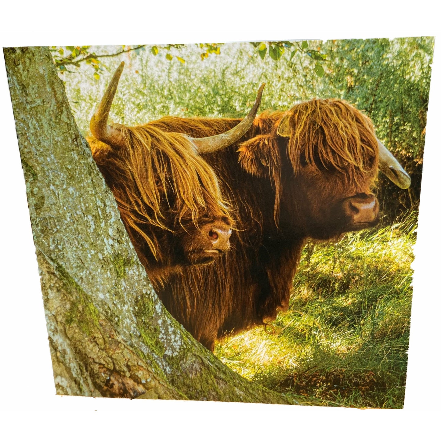 Double Highland Cow Card
