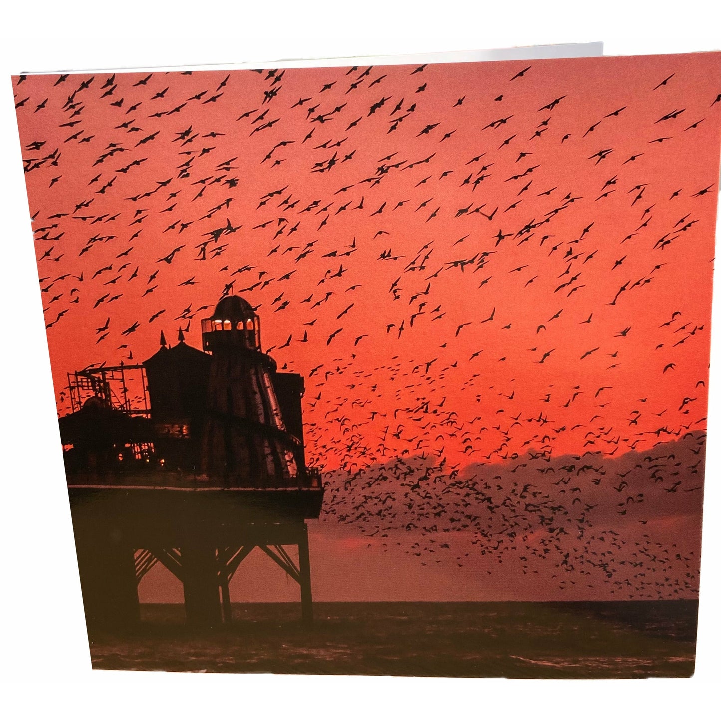 Starlings by Sea Card