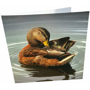 Duck in Water Card