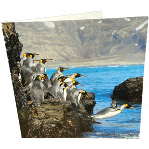 Penguins Diving Card