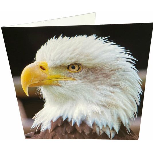 Bald Eagle Card