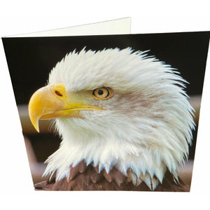 Bald Eagle Card
