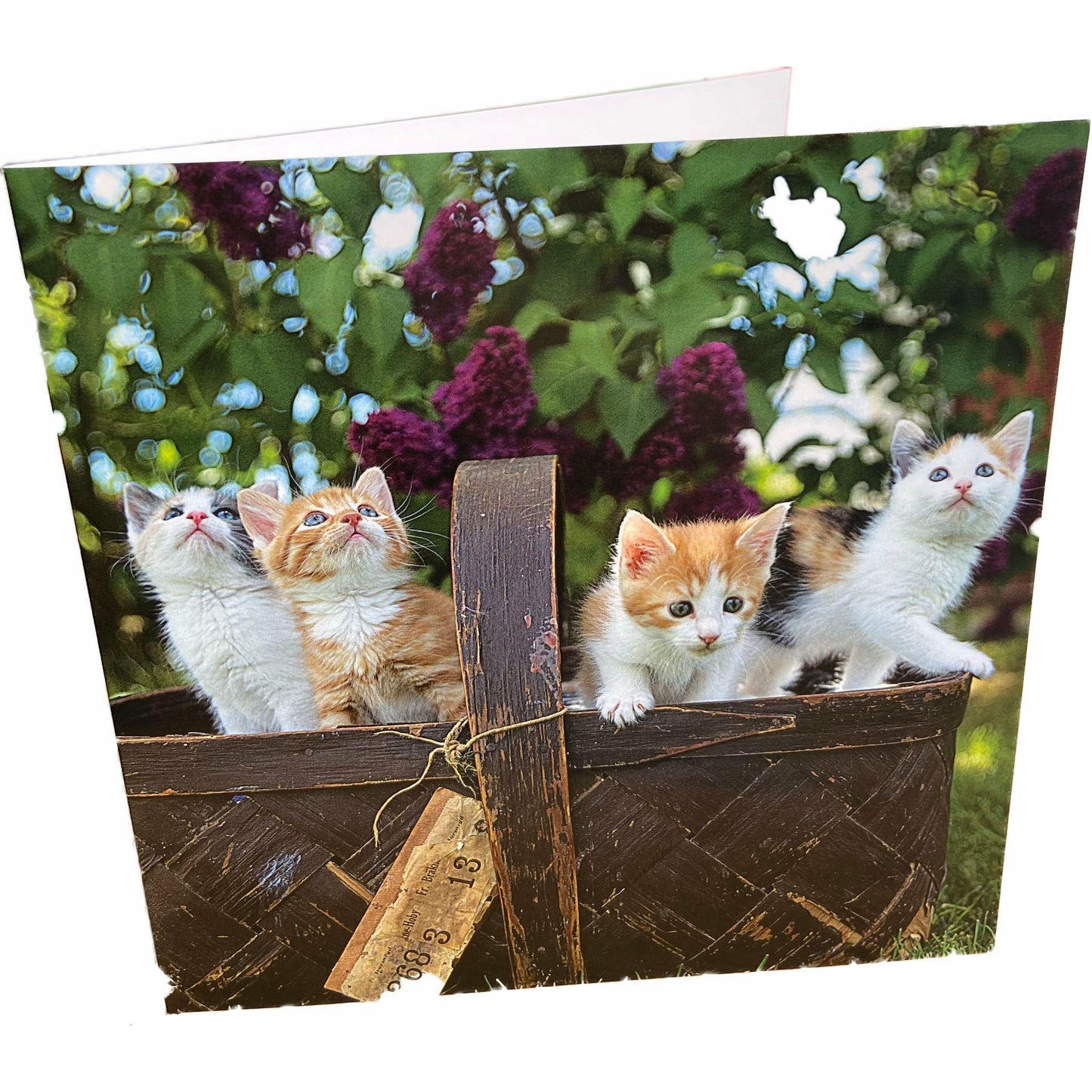 Box of Kittens Card