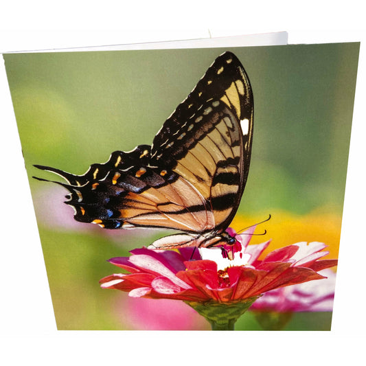 Butterfly Card