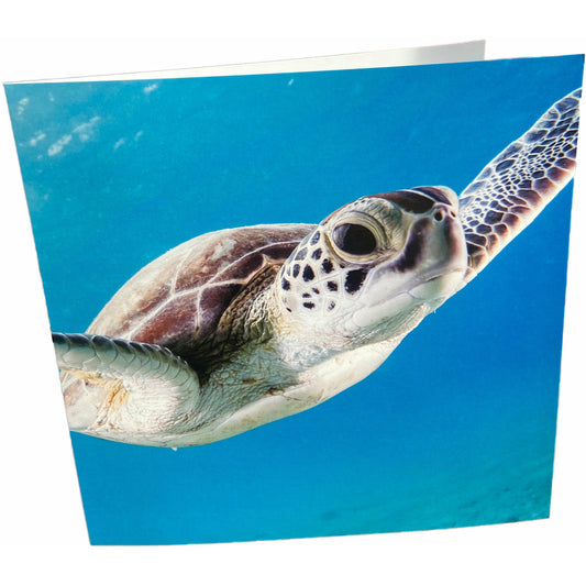 Sea Turtle Card