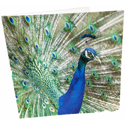 Peacock Card