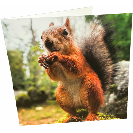 Squirrel Card