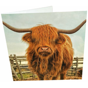 Highland Cow Card