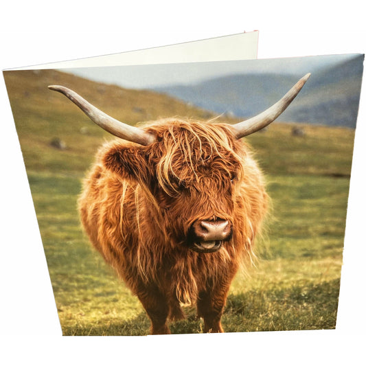 Highland Cow Card