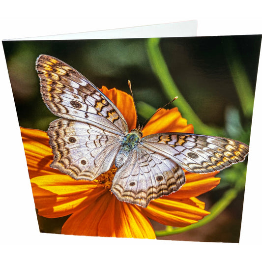 Butterfly Card