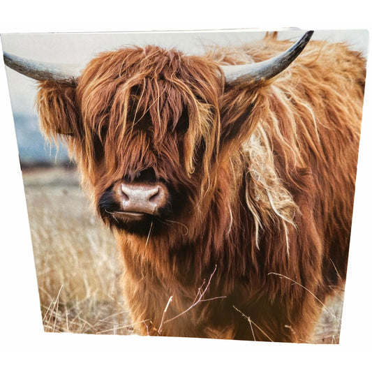 Highland Cow Card