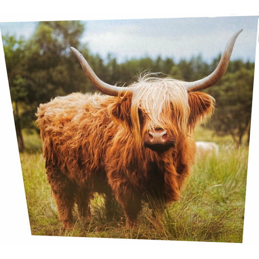 Highland Cow Card