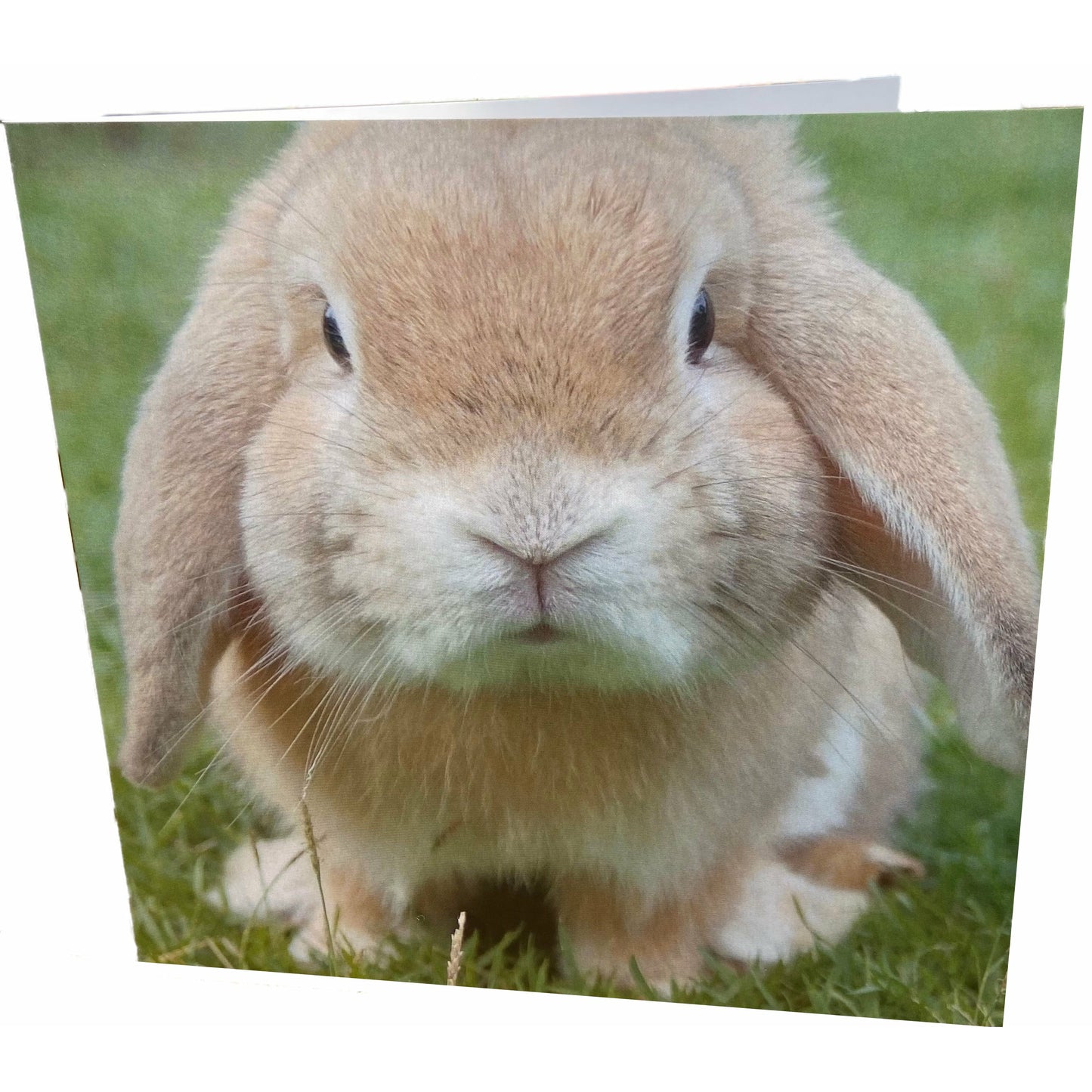 Rabbit Card
