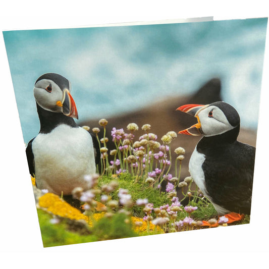 Puffins Card