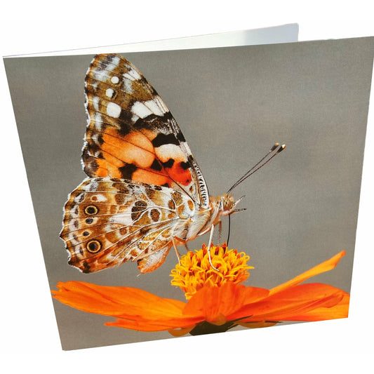 Butterfly Card