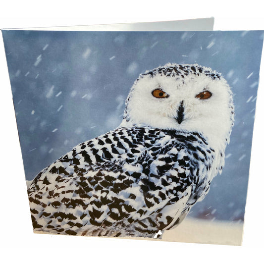 Owl Card