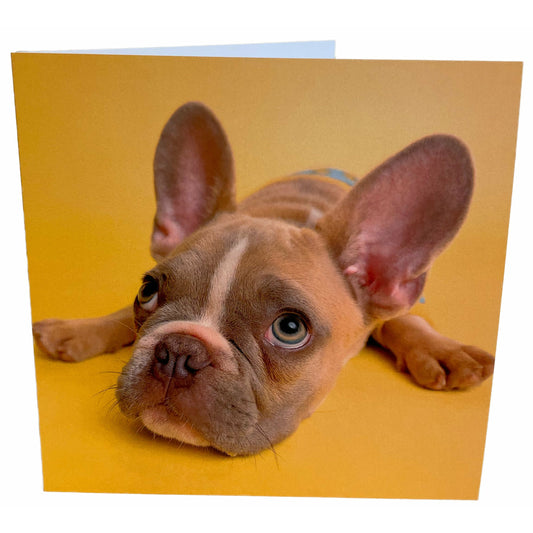 French Bulldog Card