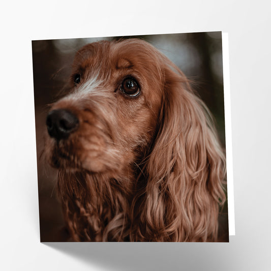 Cocker Spaniel Card