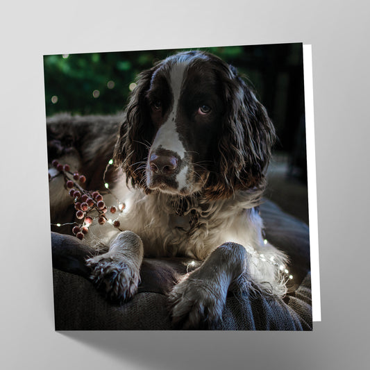 Springer Spaniel Card