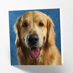 Golden Labrador Card