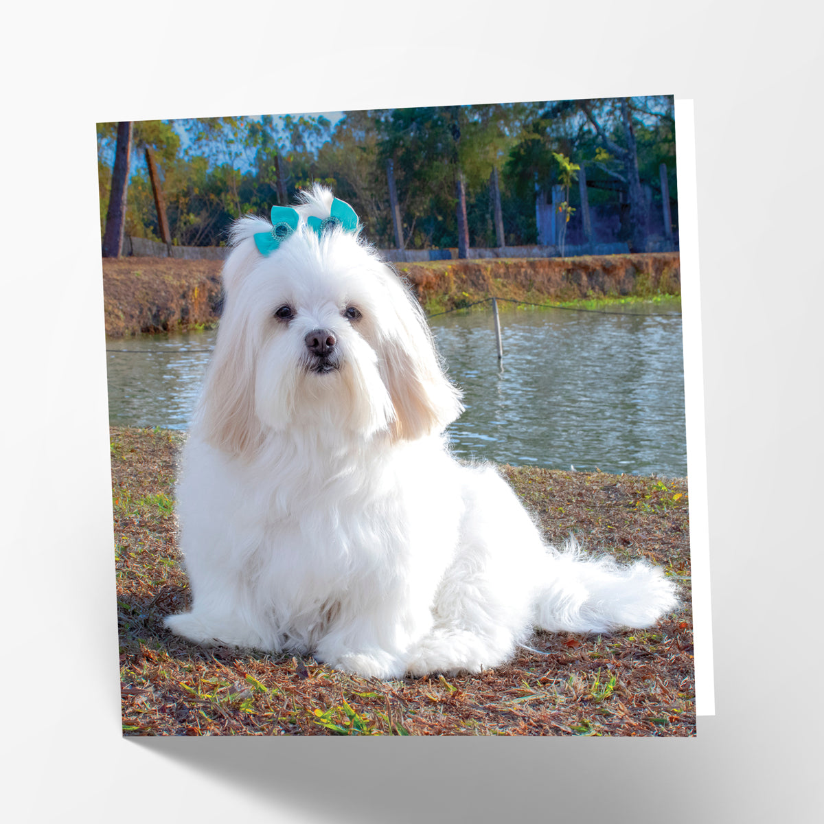 Lhasa Apso Card