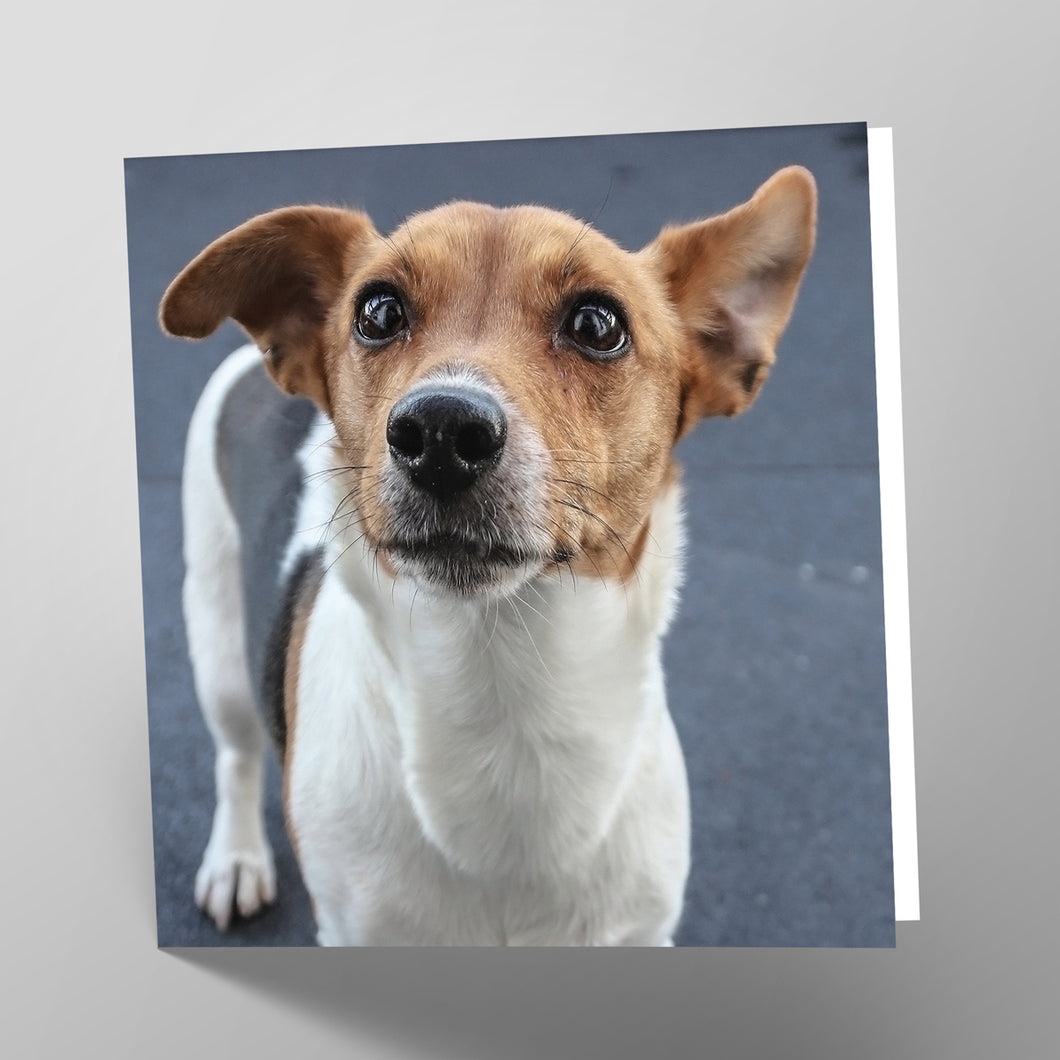 Jack Russell Card