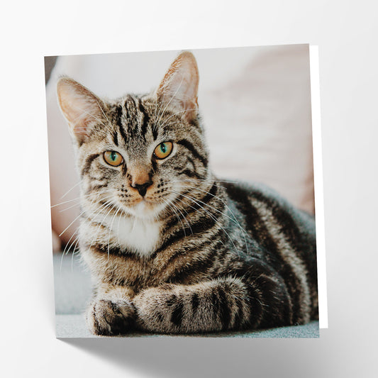 Tabby Cat Card