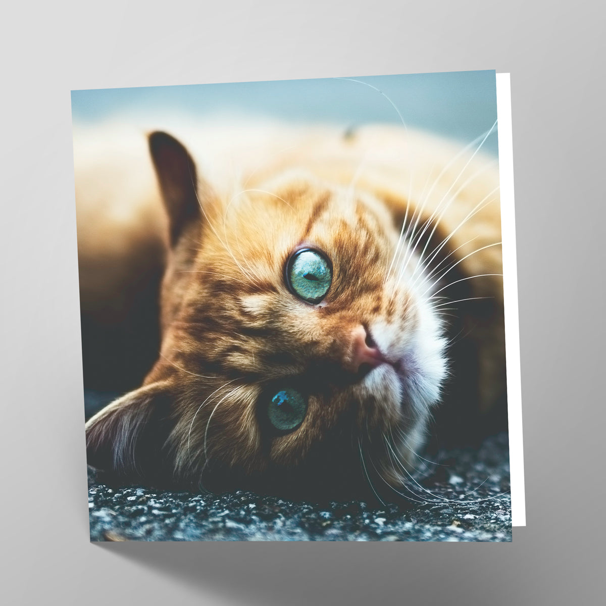 Ginger Cat Card