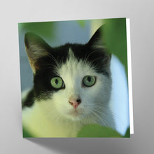 Load image into Gallery viewer, Black and White Cat Card
