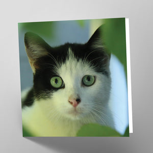 Black and White Cat Card