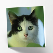 Load image into Gallery viewer, Black and White Cat Card
