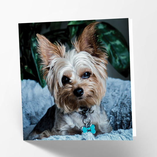 Yorkshire Terrier Card