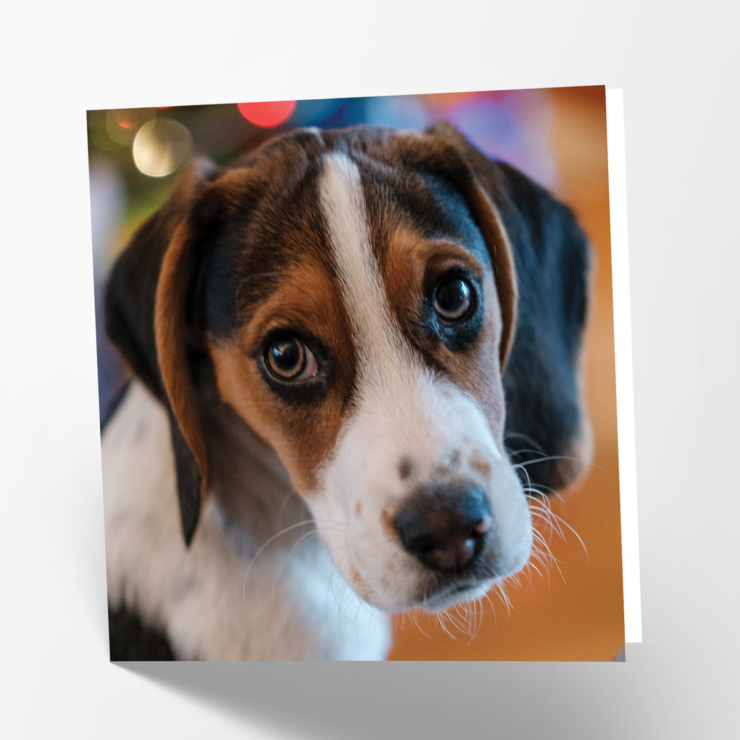 Beagle Card