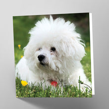 Load image into Gallery viewer, Bichon Frise Card