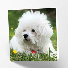 Load image into Gallery viewer, Bichon Frise Card