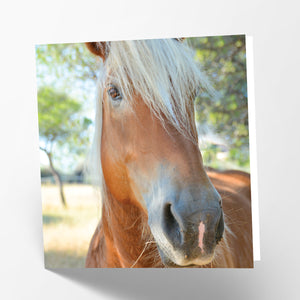 Palomino Horse Card