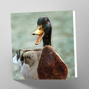 Ducks Card