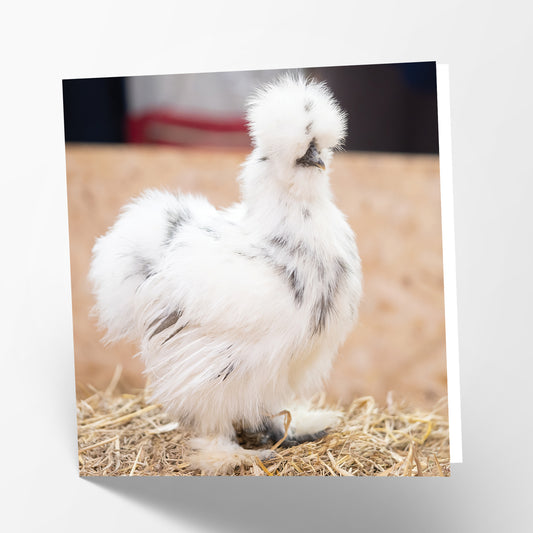 Silkie Card