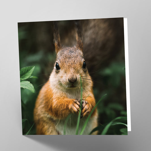 Squirrel Card