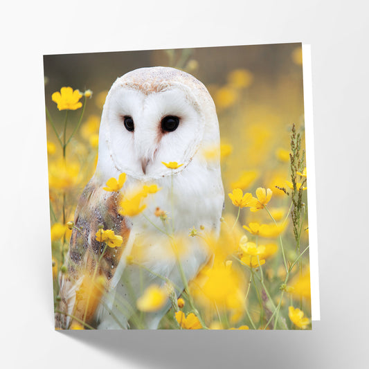 Barn Owl Card