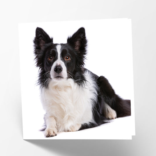 Border Collie Card