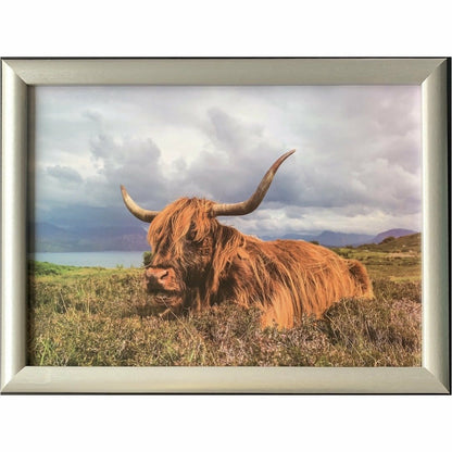 Laying Down Highland Cow Lap Tray